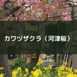カワヅザクラ(河津桜)を観に行った