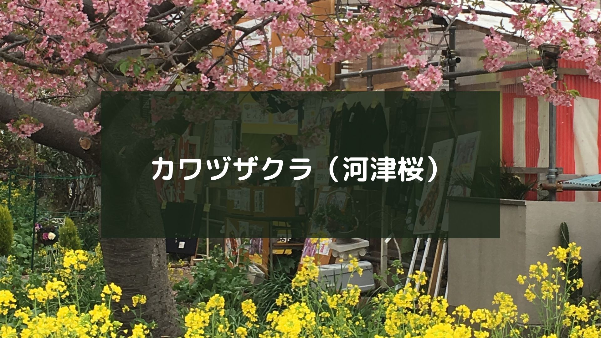 カワヅザクラ（河津桜）を観に行った