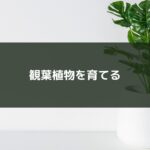 観葉植物を育てる