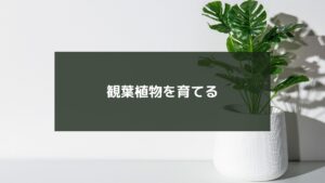 観葉植物を育てる