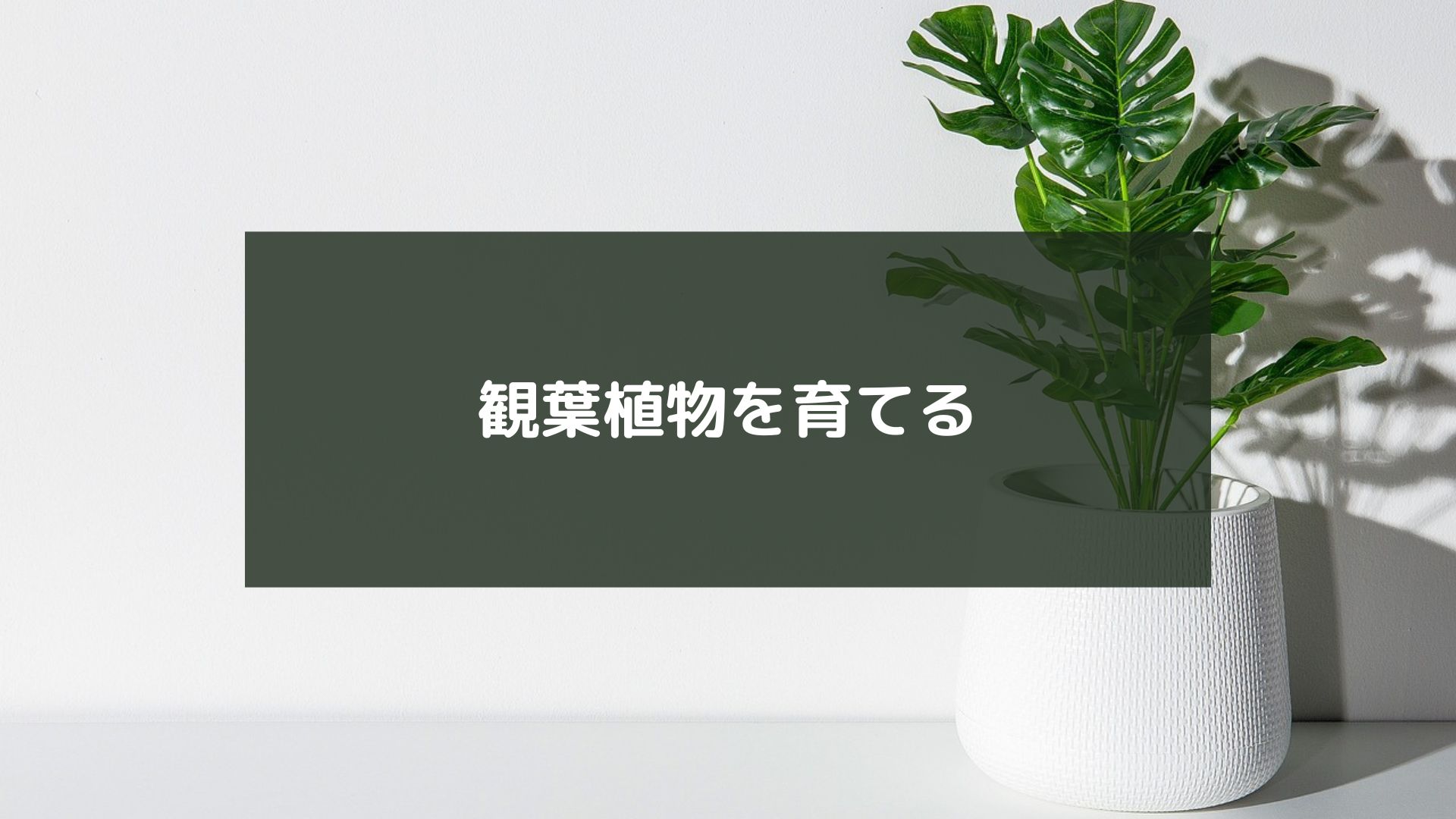 観葉植物を育てる